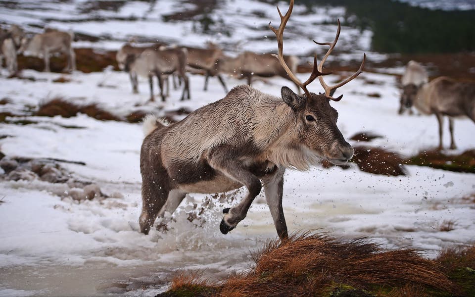 Reindeer cause chaos on major road after escaping Santa's grotto
