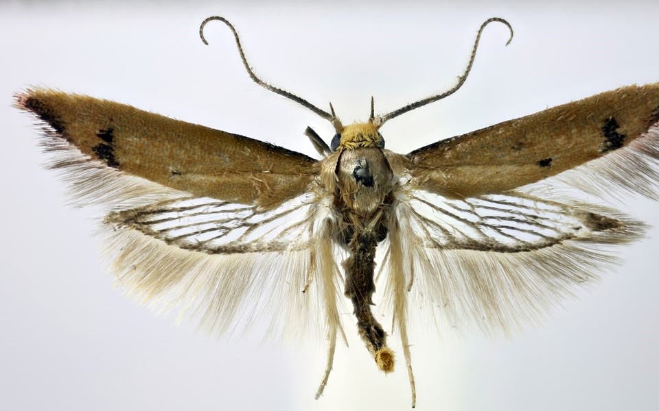 New species of moth found in west London park by lifelong enthusiast