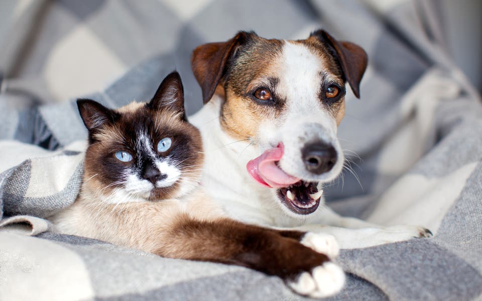 Why dental health really matters for cats and dogs’ wellbeing