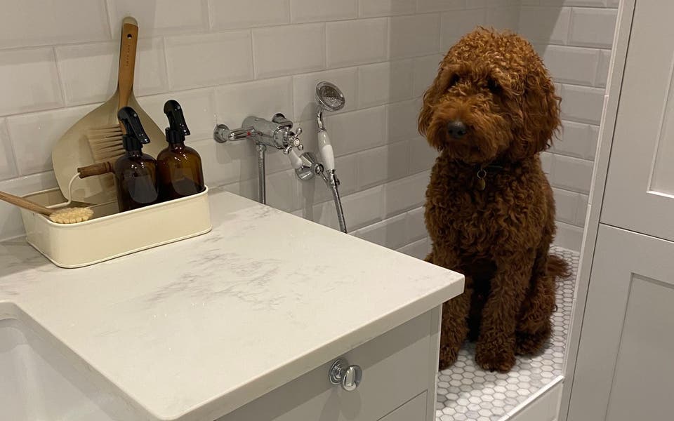 Dog showers to cat climbing frames: how pets are taking over interiors
