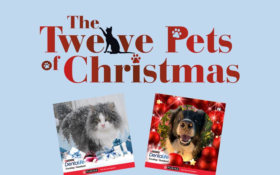 Create a festive e-card of your precious pet to win