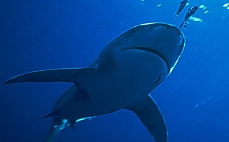 Mexican mum dies after shark attack while swimming with daughter